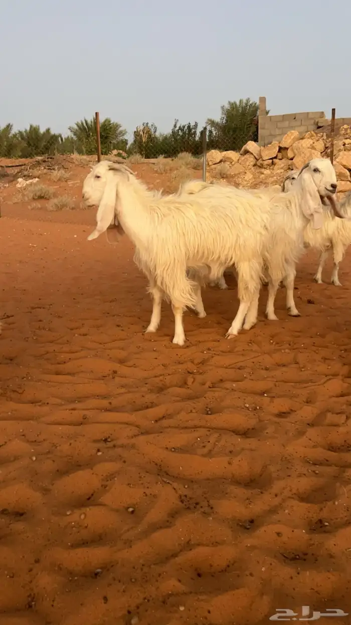 معزاء مطورات و مشاريك تم البيع 4
