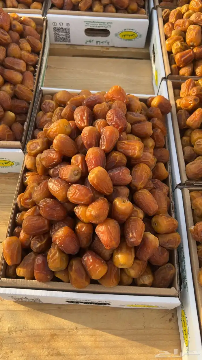 تمر القصيم 1