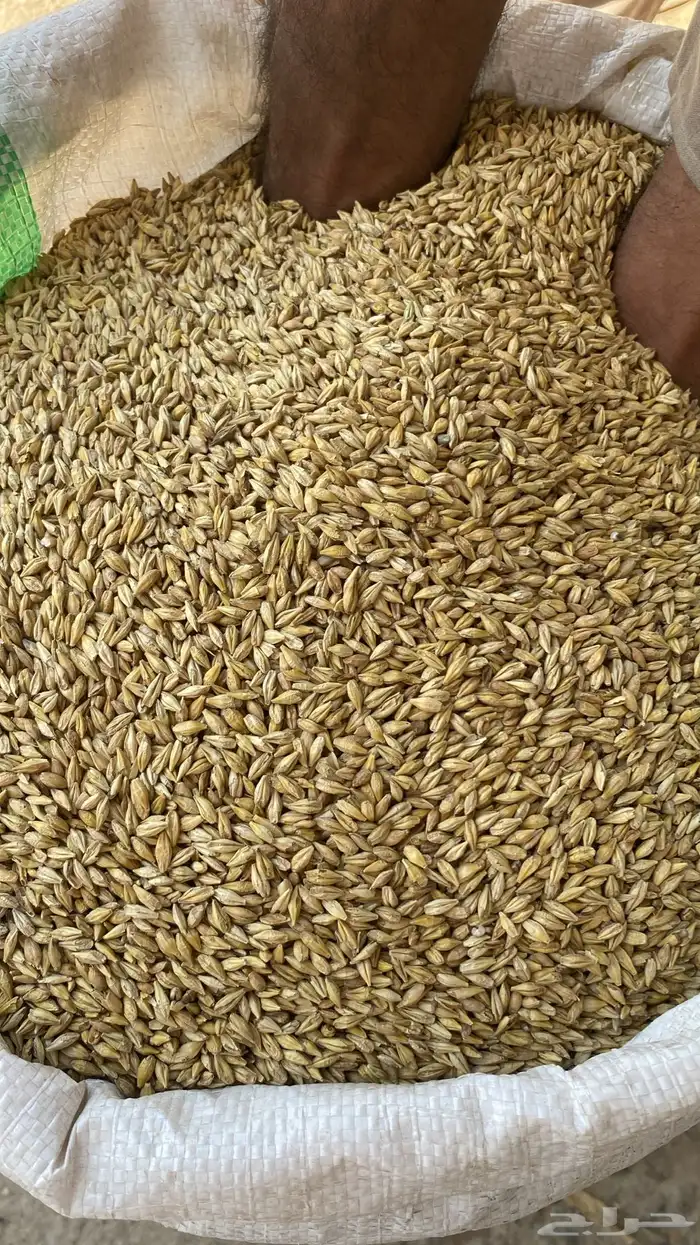 بذر شعير سداسي (مصفى) 0