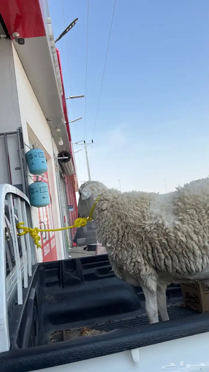 خروف 1