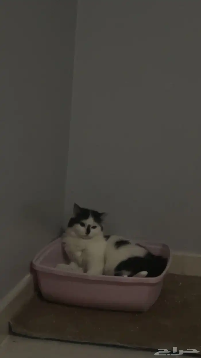 قط تبني 3