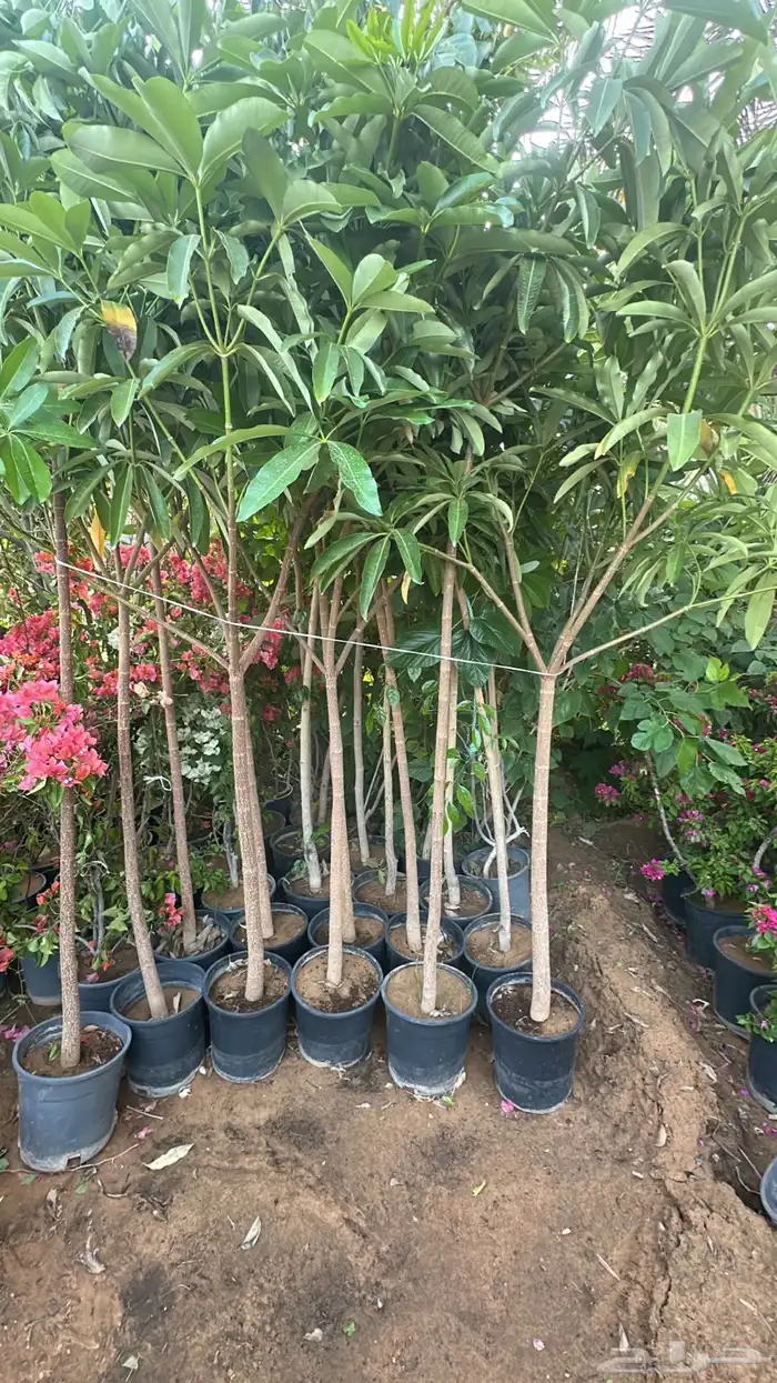 طلح نجدي وقرض افريقي   نجران  جملة فقط 2