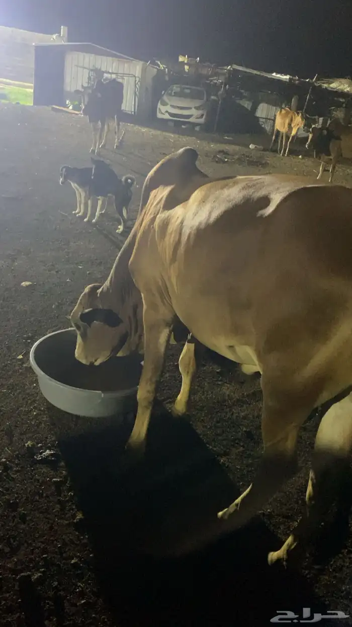 حسيل بلدي محافظته هروب 1