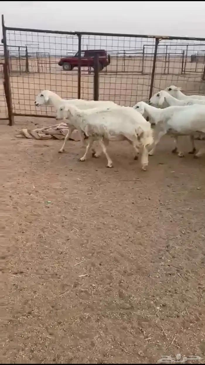 للبيع غنم حرش 4