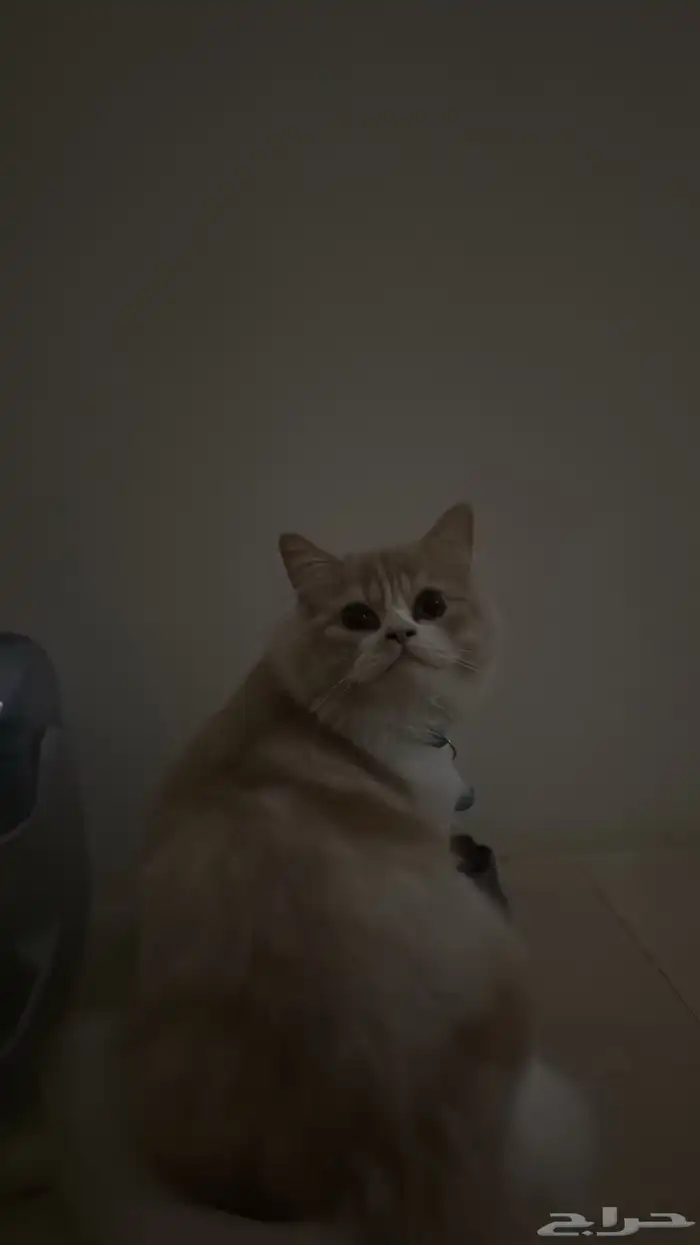 قط تبني 1