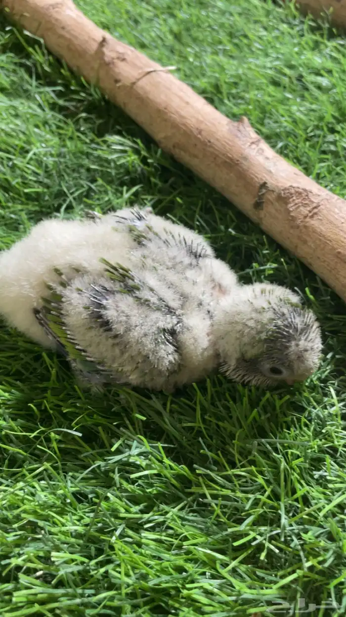 فرخ كويكر ( تم البيع ) 0