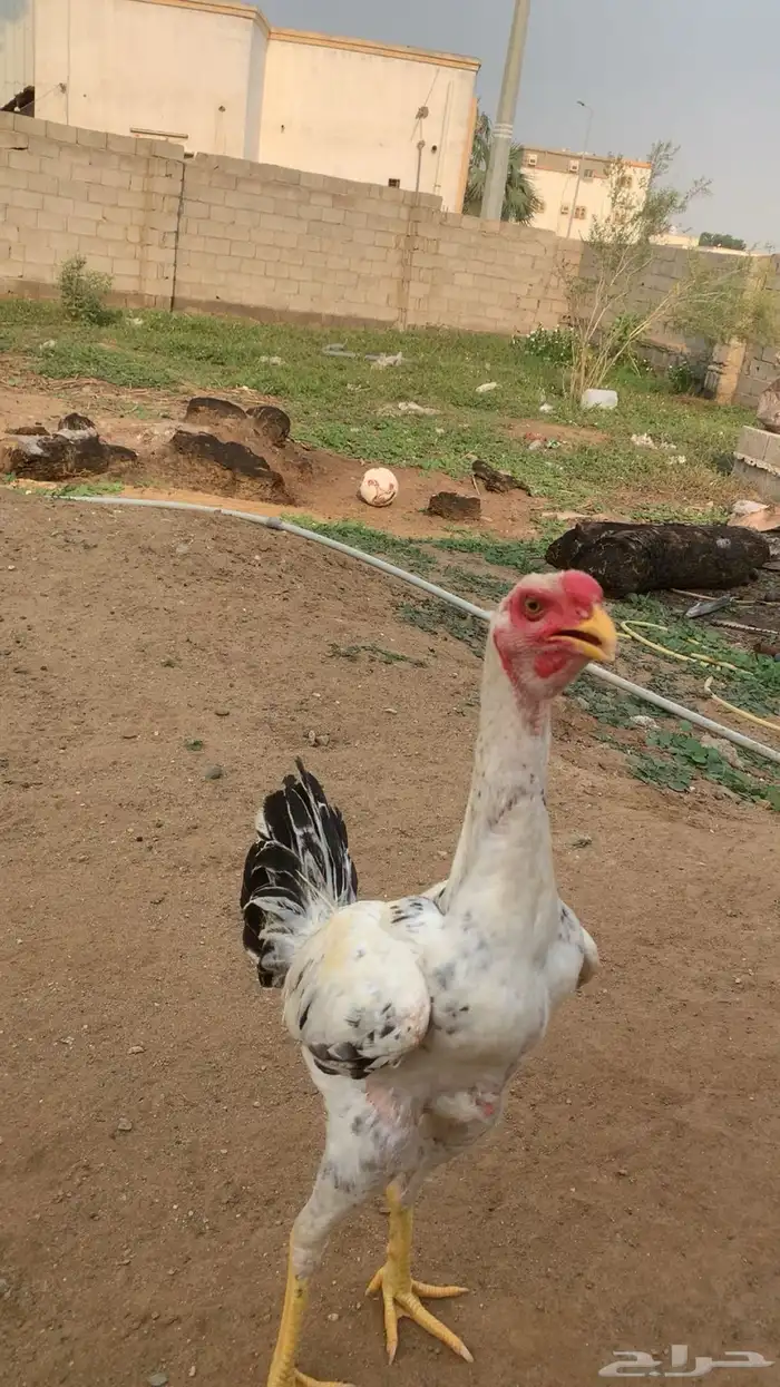 دجاج فارسي على باكستاني 1