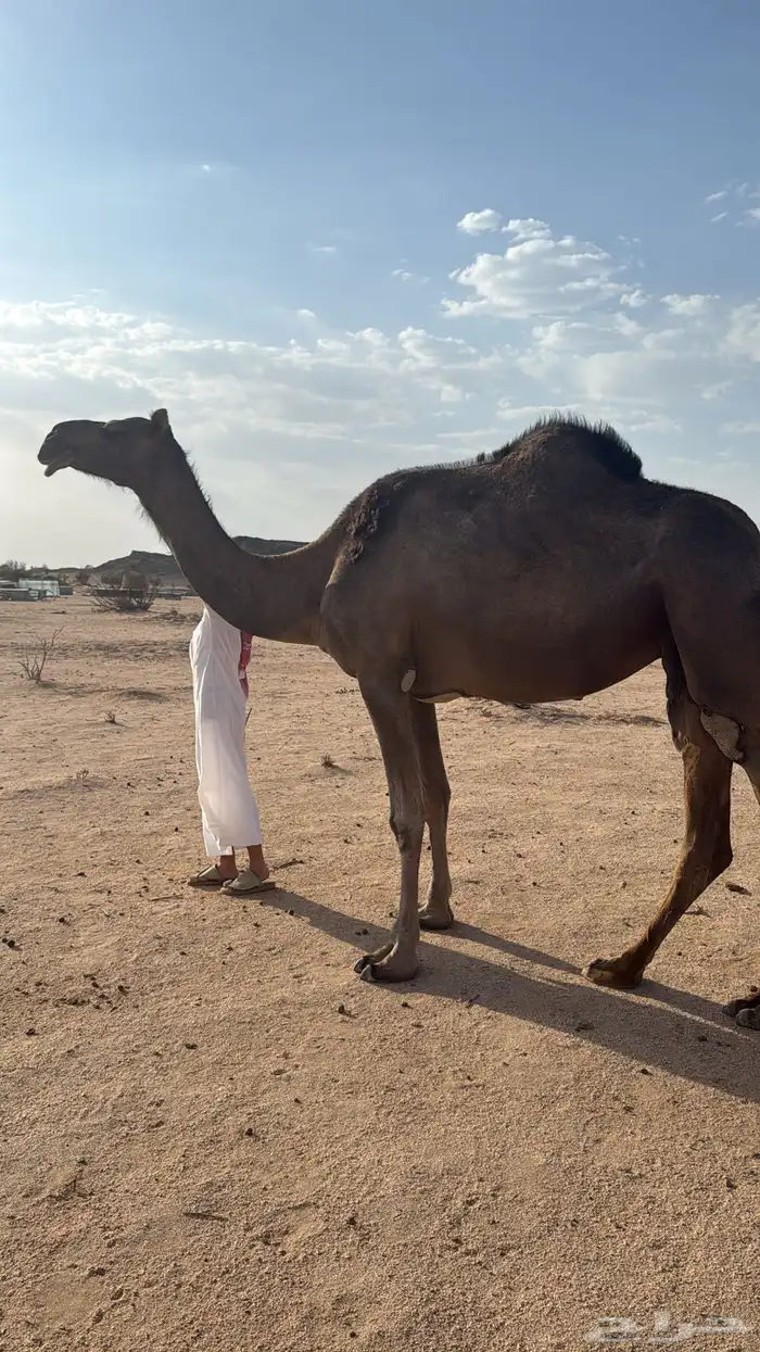 لقحة ام ثالث زرقاء مجاهيم من نسل هجفان 0