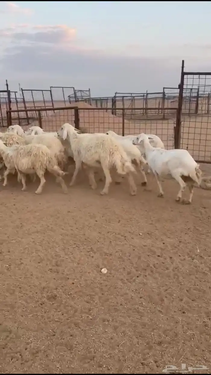 للبيع غنم حرش 0