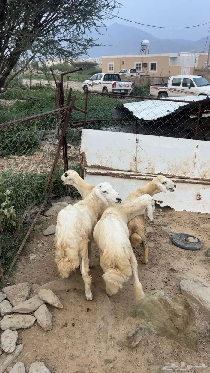 خرفان للبيع 3