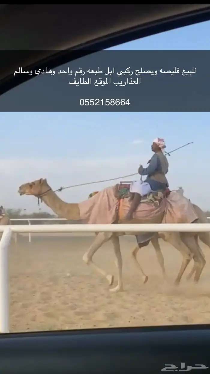 ركبي ابل 0