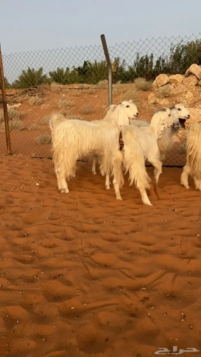 معزاء مطورات و مشاريك تم البيع 3