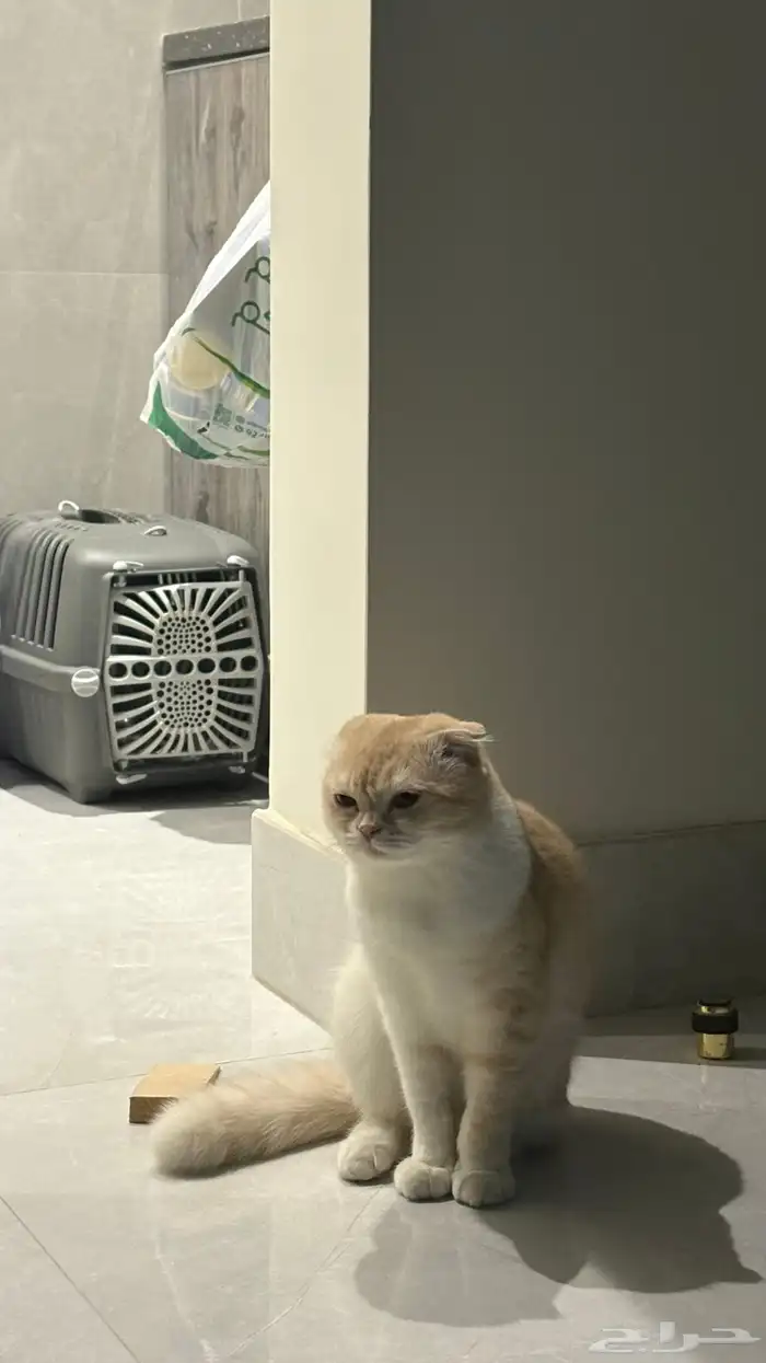 قط للبيع مع الاكل والاغراض 4