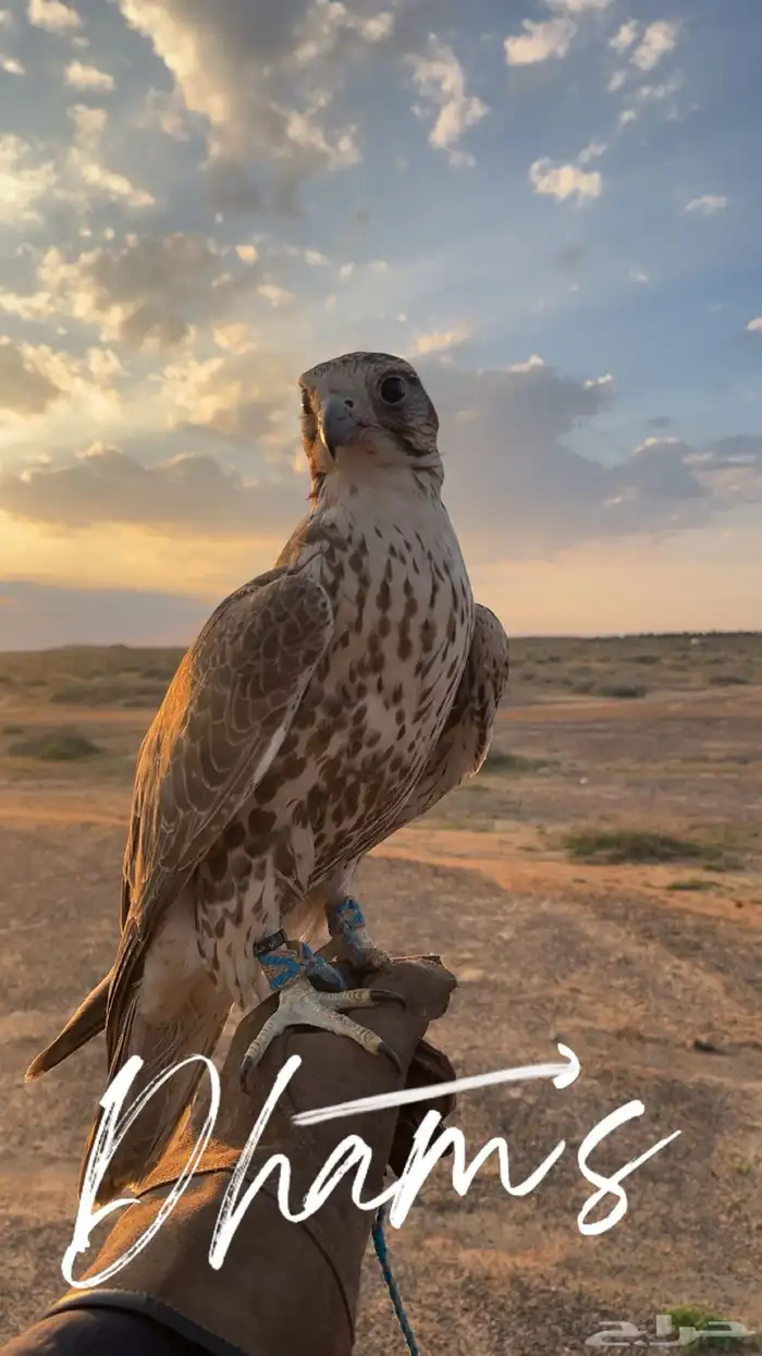 طير مفقود ببريده 0