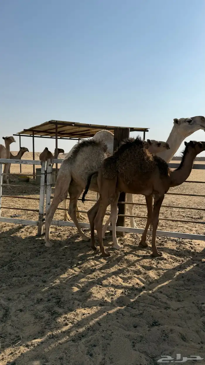 قعدان لبانيه 3