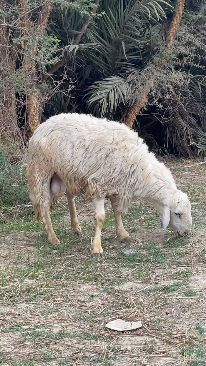 ماشاءالله فحل حري للبيع 0