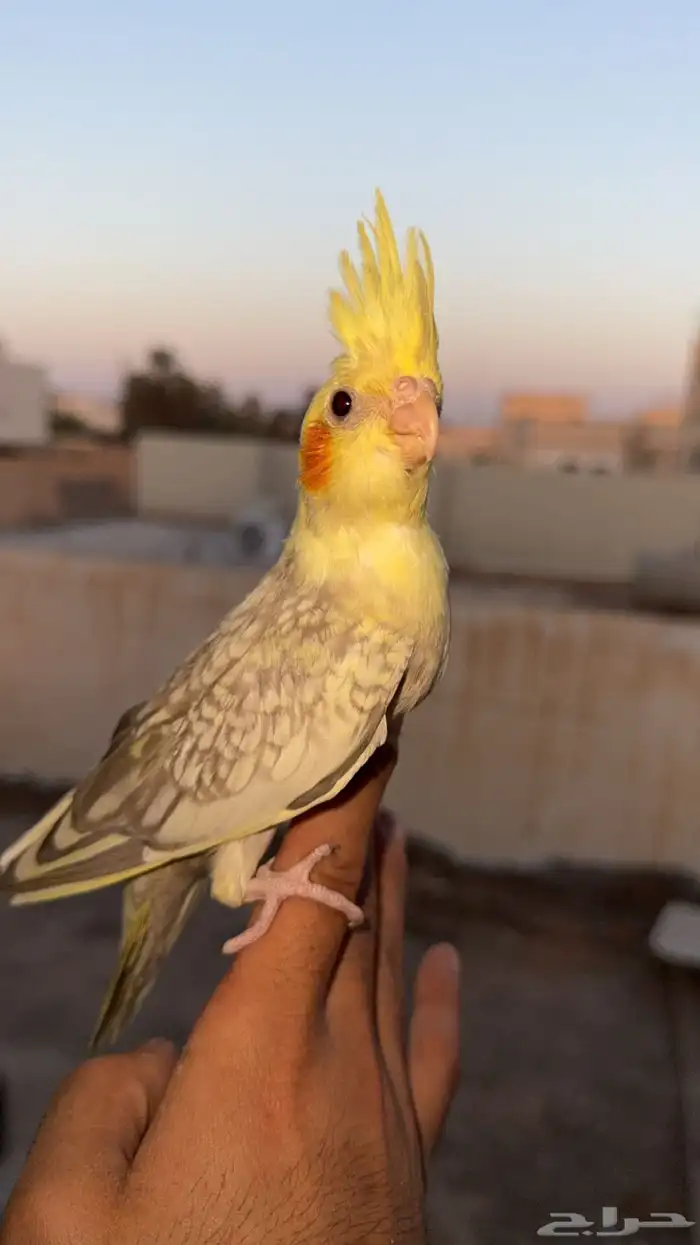 فروخ كروان 5