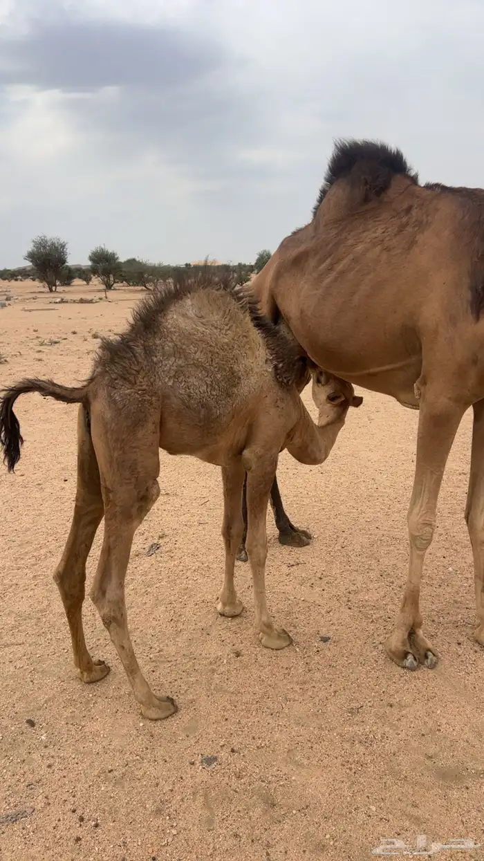 بكار على الحليب شحم 1