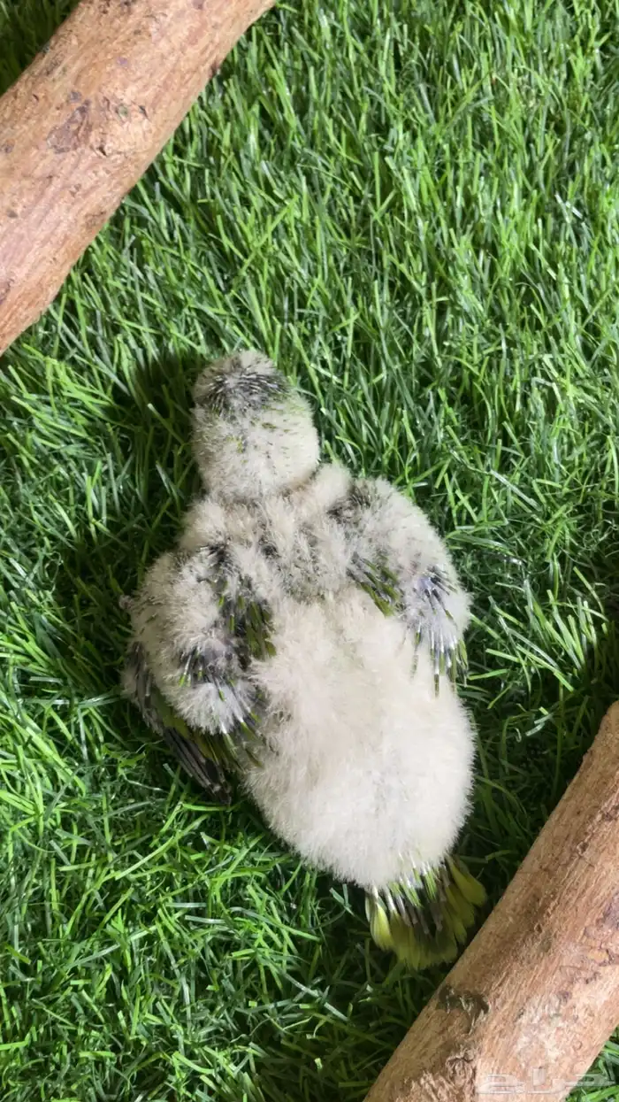 فرخ كويكر ( تم البيع ) 3