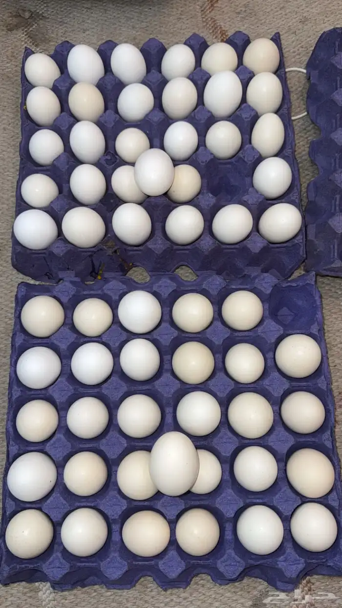 بيض بلدي مزرعة شمال جدة 2
