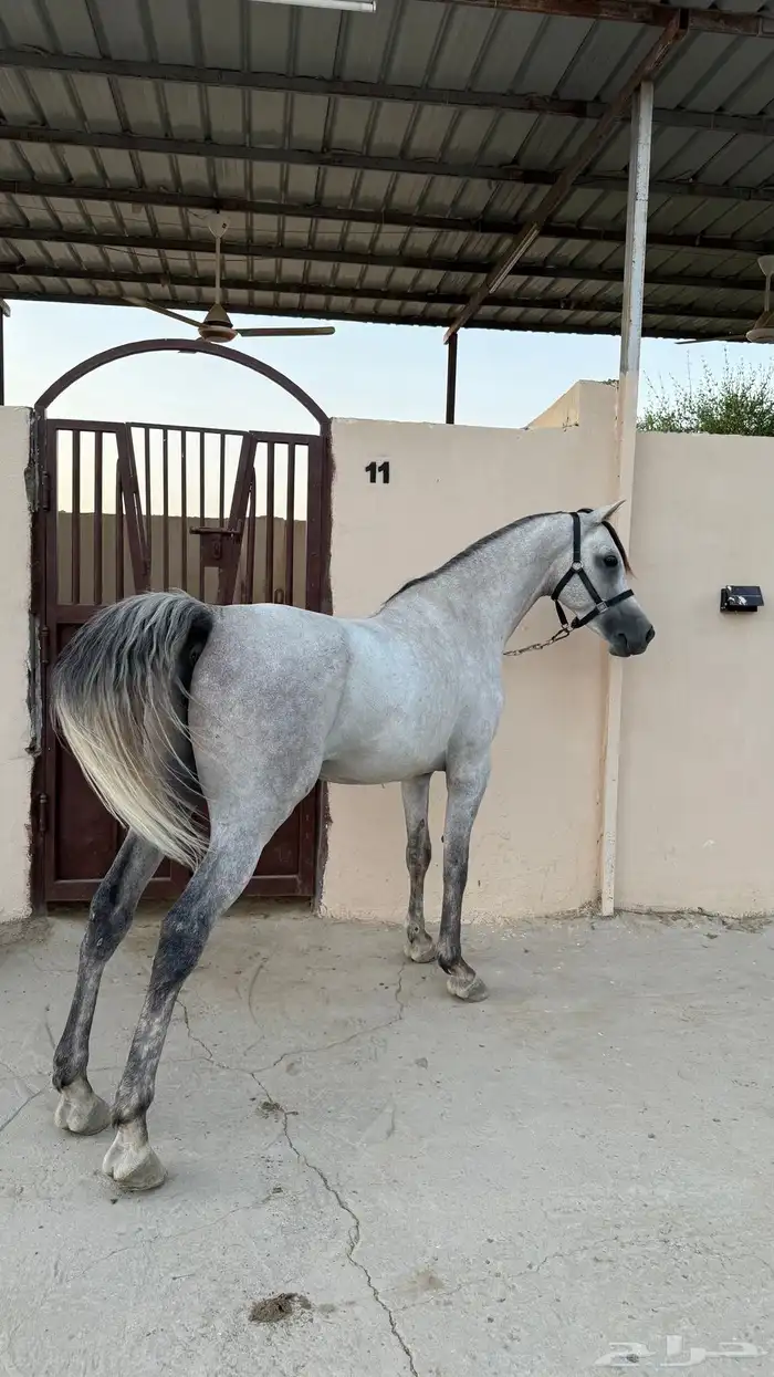 حصان واهو مكس 0