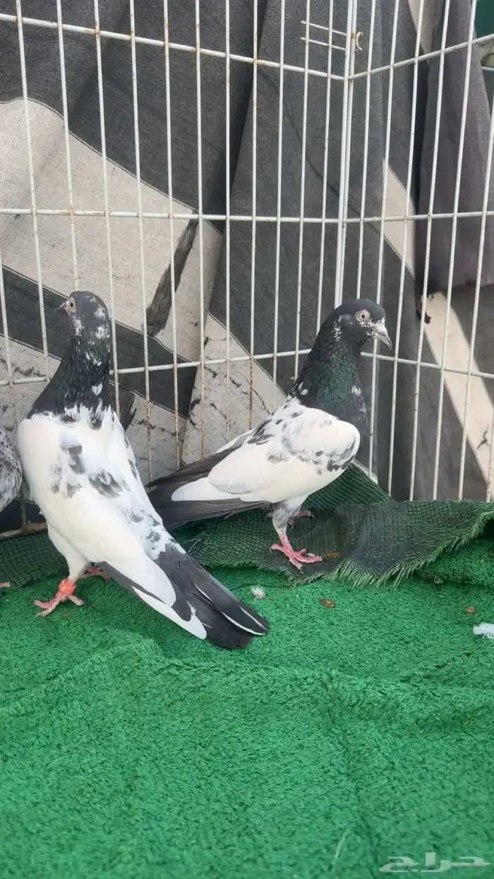 حمام تيديات بيور 3