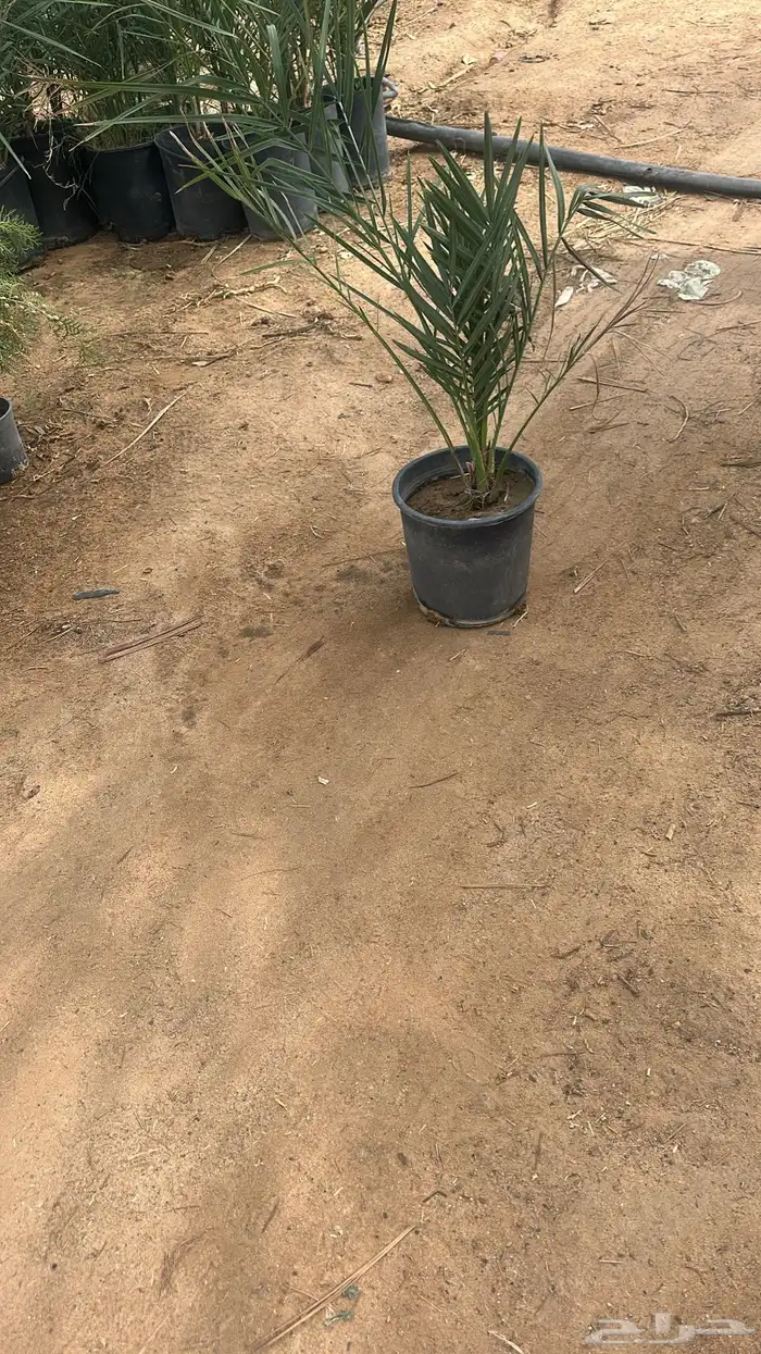 طلح نجدي وقرض افريقي   نجران  جملة فقط 13