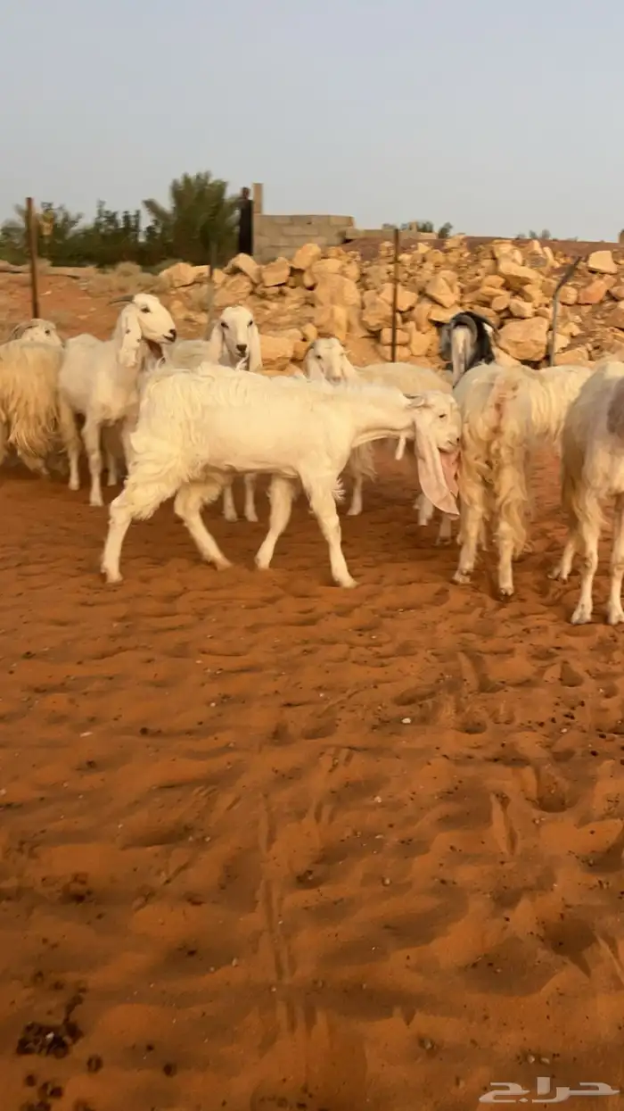 معزاء مطورات و مشاريك تم البيع 0