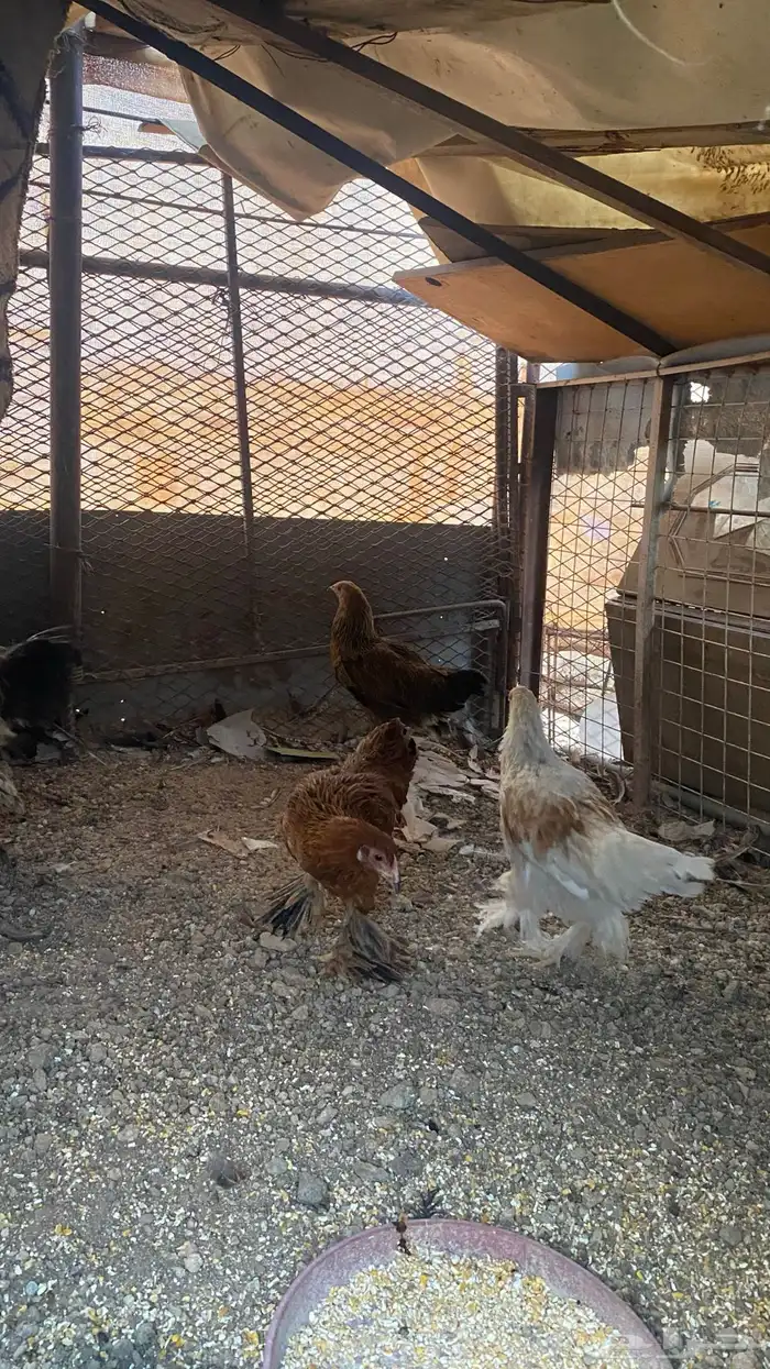 دجاج براهما للبيع 3