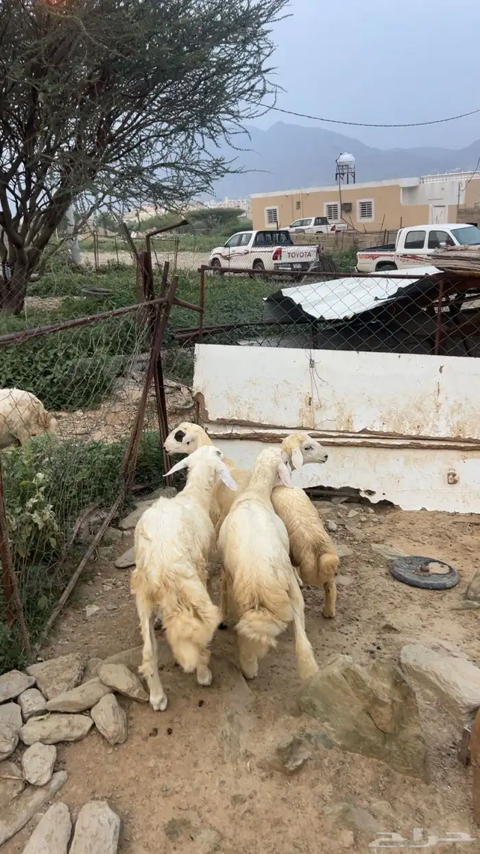 خرفان للبيع 2