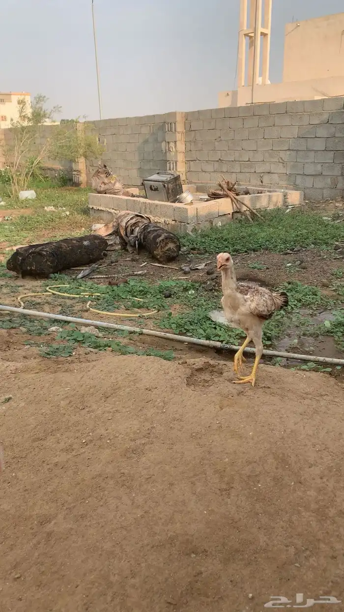 دجاج فارسي على باكستاني 2