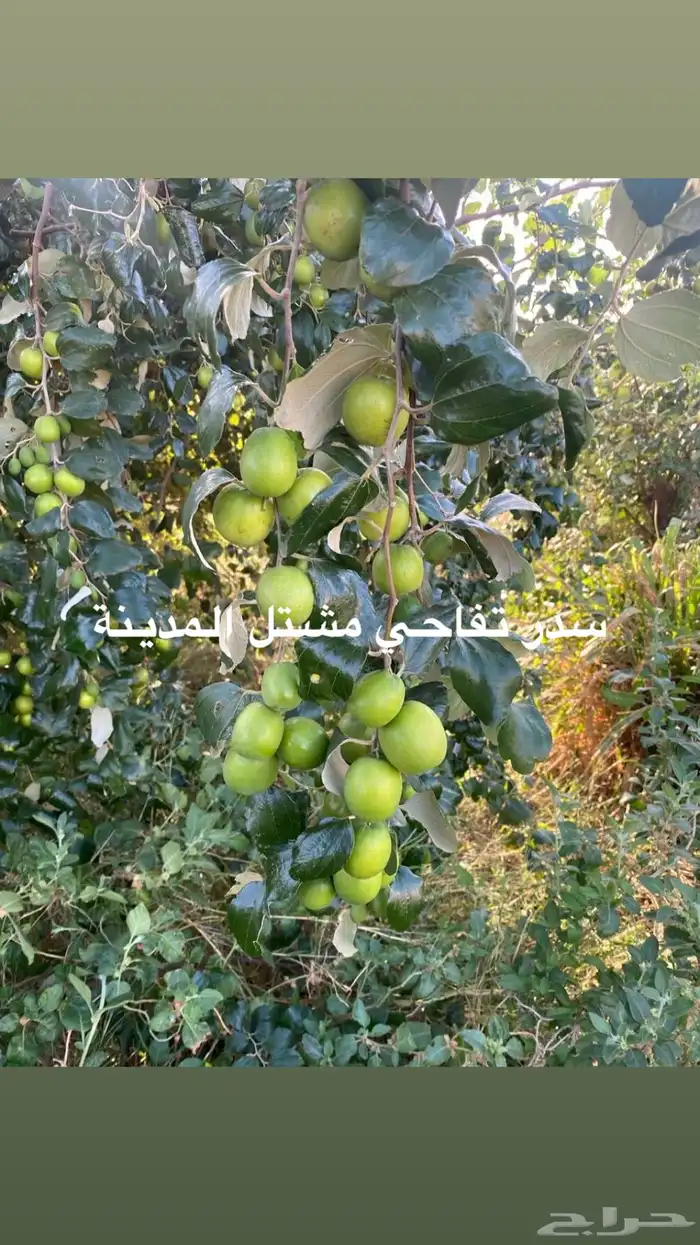 سدر باكستاني تفاحي وسدر ايراني بدون بذره 2