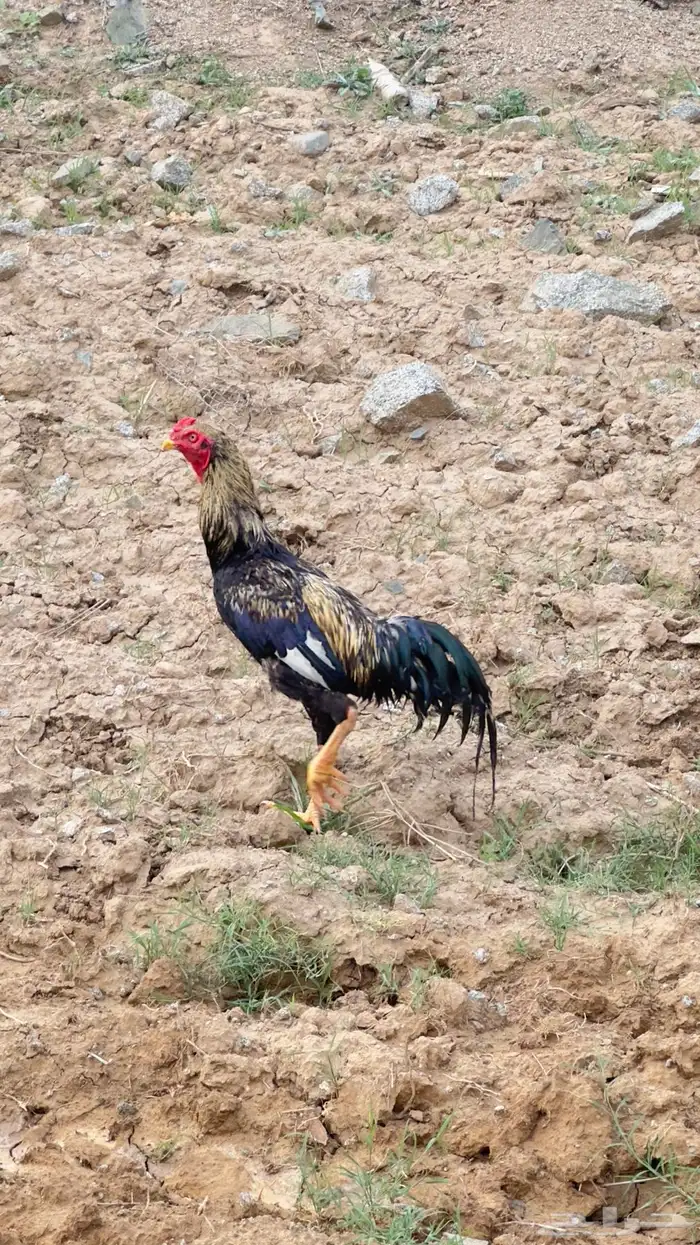 ديك بكستاني 0