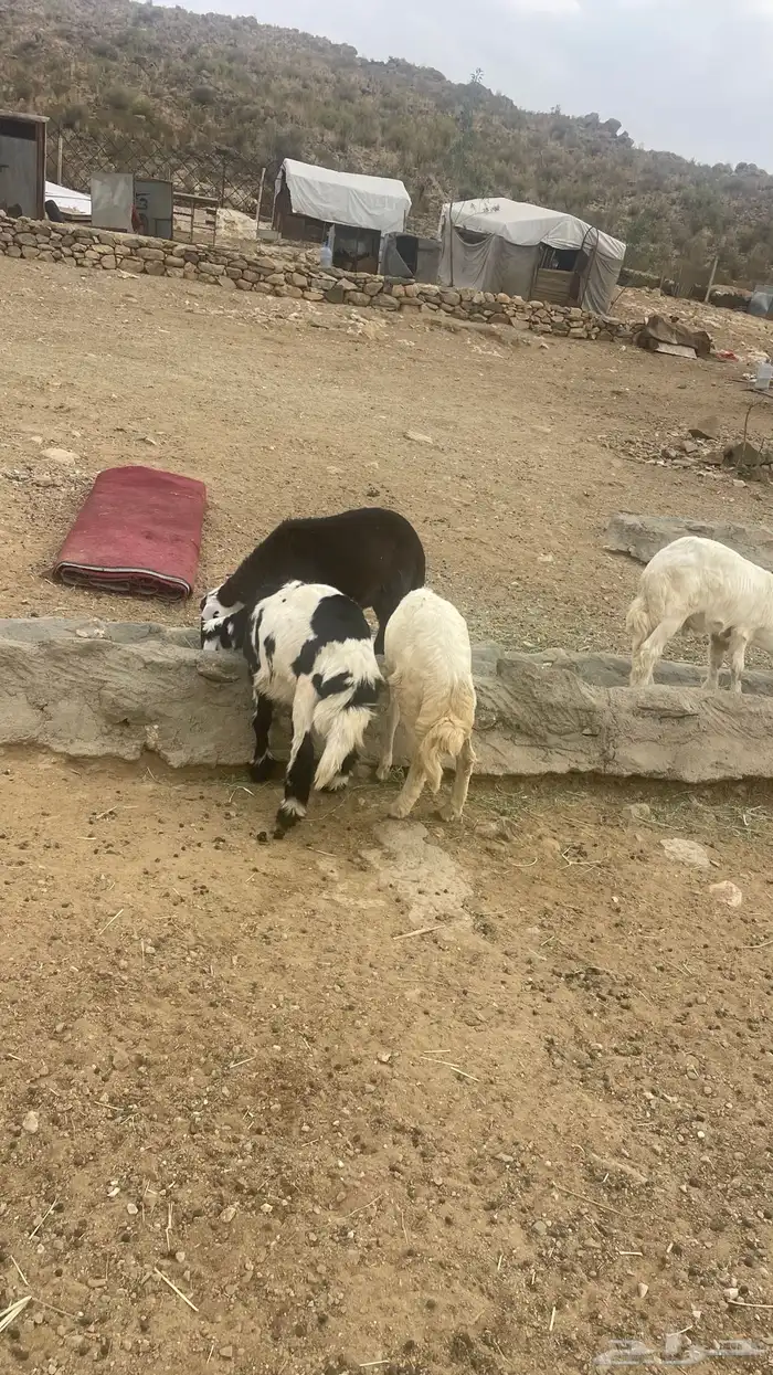بهم تربيه 3