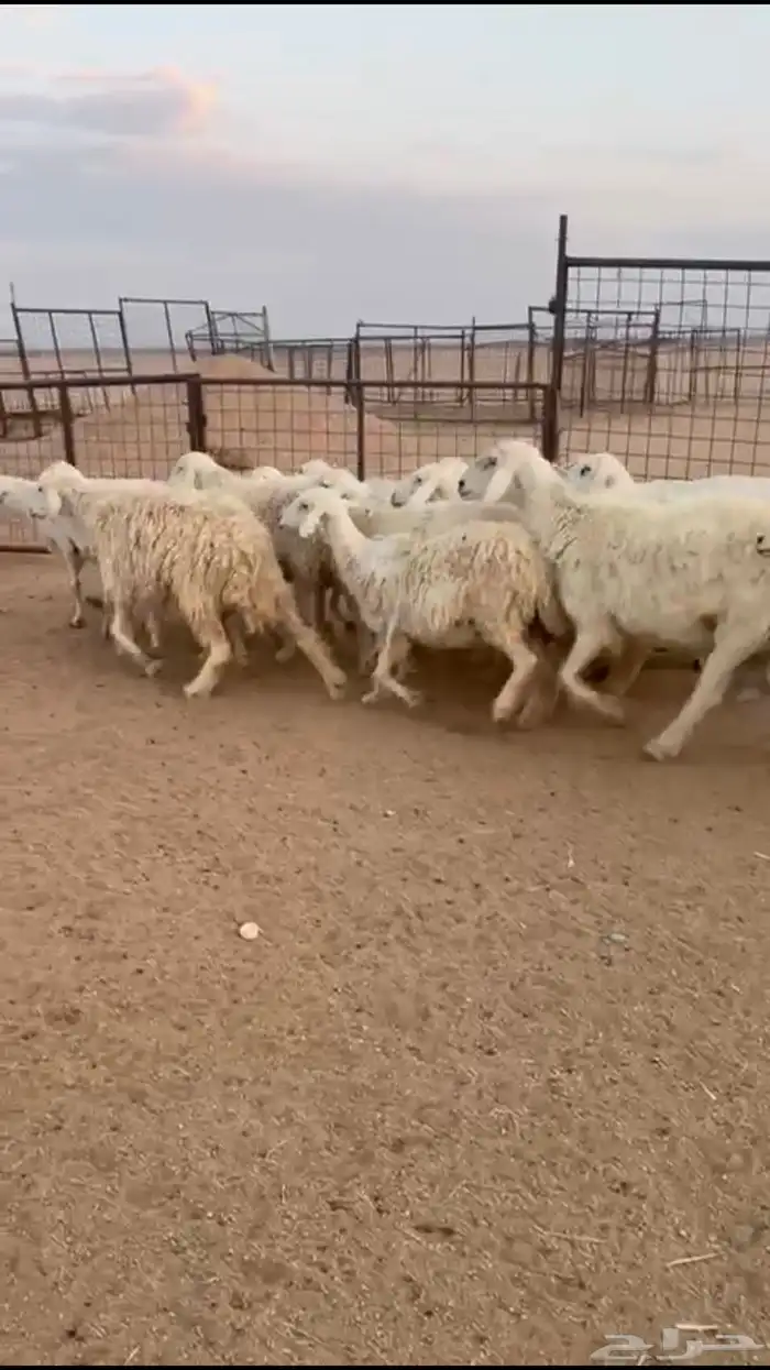 للبيع غنم حرش 1