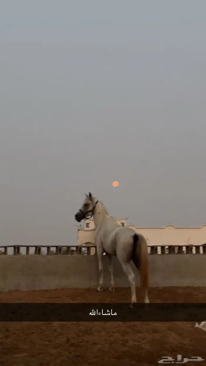 خيل شعبي 0