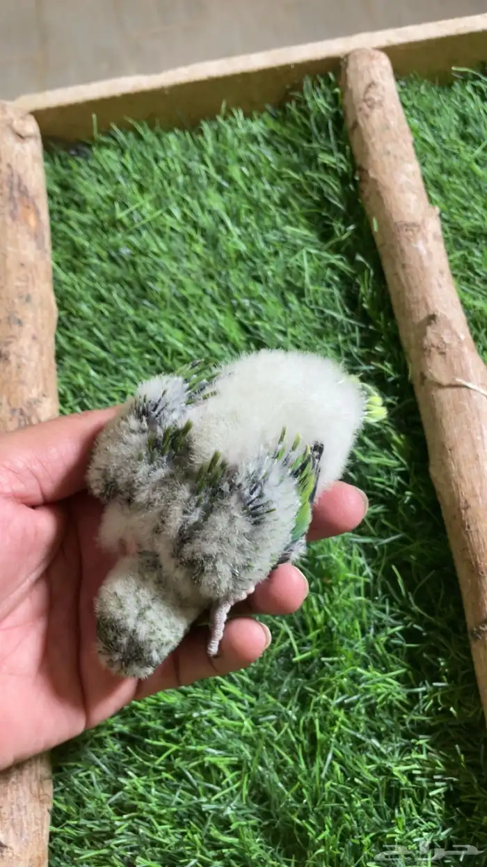 فرخ كويكر ( تم البيع ) 1