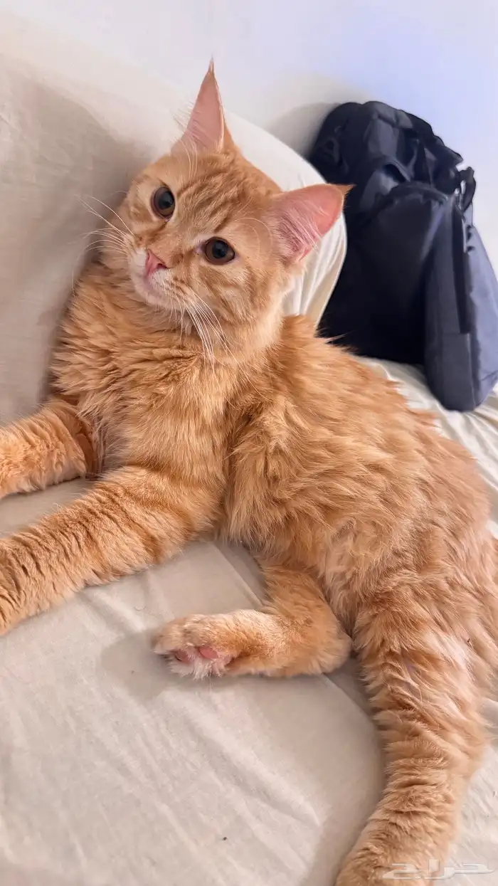 قط شيرازي ذكر للتبني 1