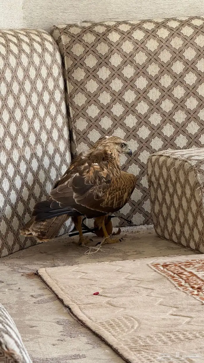 حقبي باشق شبوط صقر طير باز للبيع 1