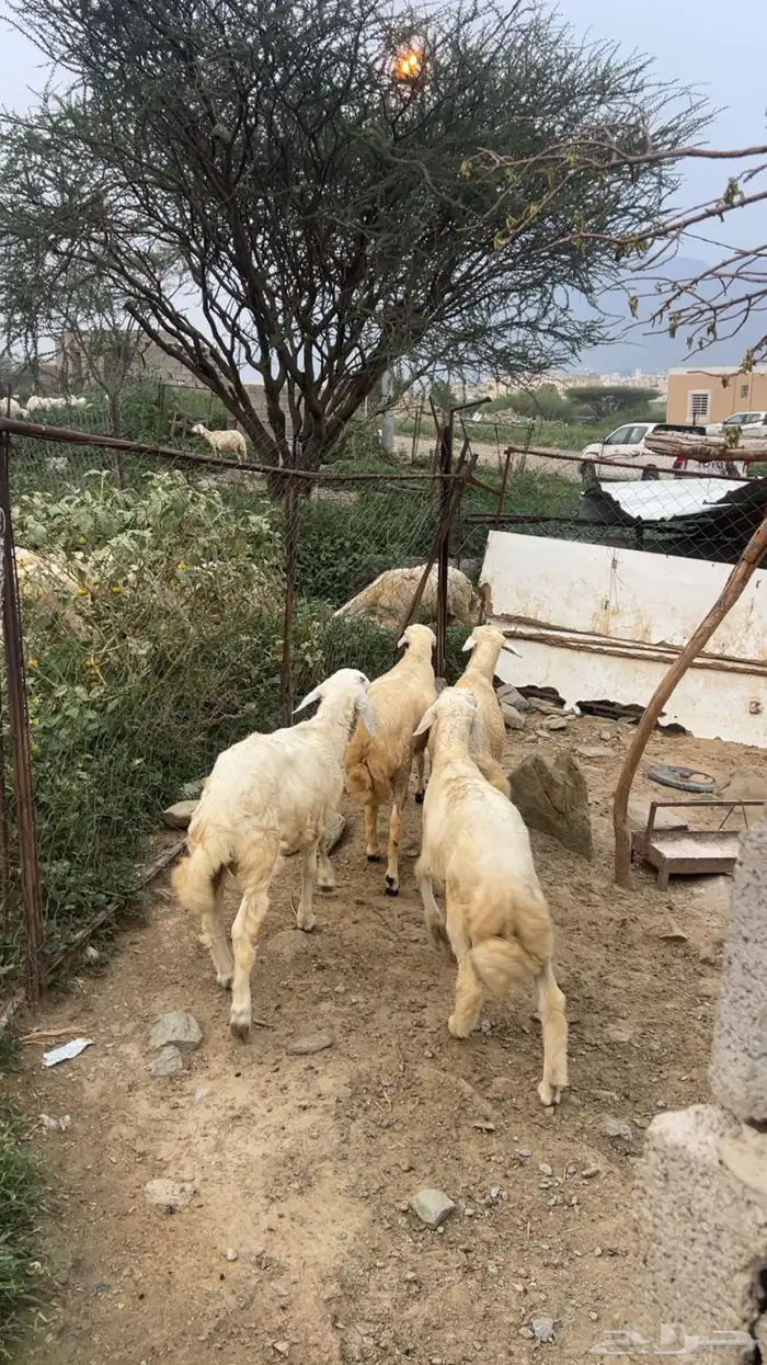 خرفان للبيع 1