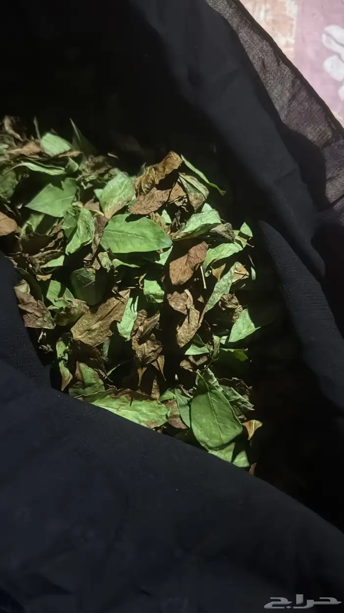 حناء بلدي للبيع 0