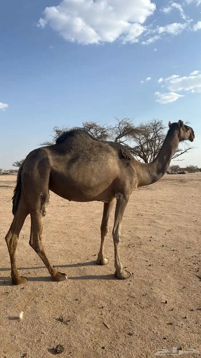 لقحة ام ثالث زرقاء مجاهيم من نسل هجفان 1