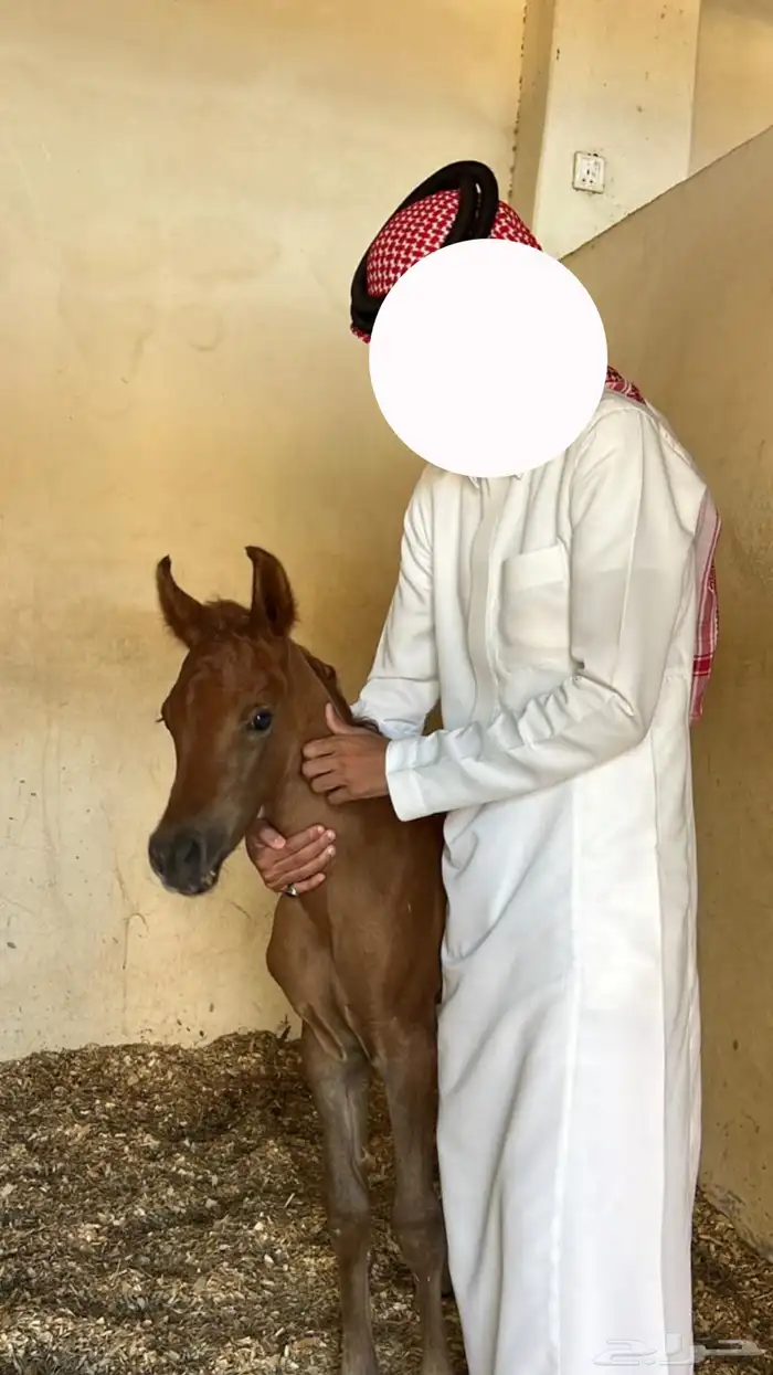 فرس واهو كوالتي عالي 4