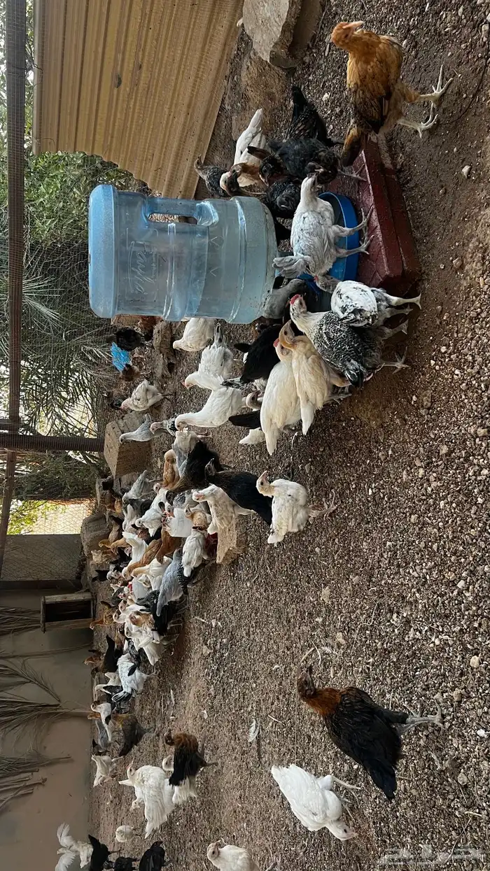 دجاج فيومي وبلدي 0