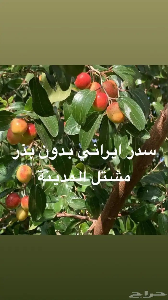 سدر باكستاني تفاحي وسدر ايراني بدون بذره 1