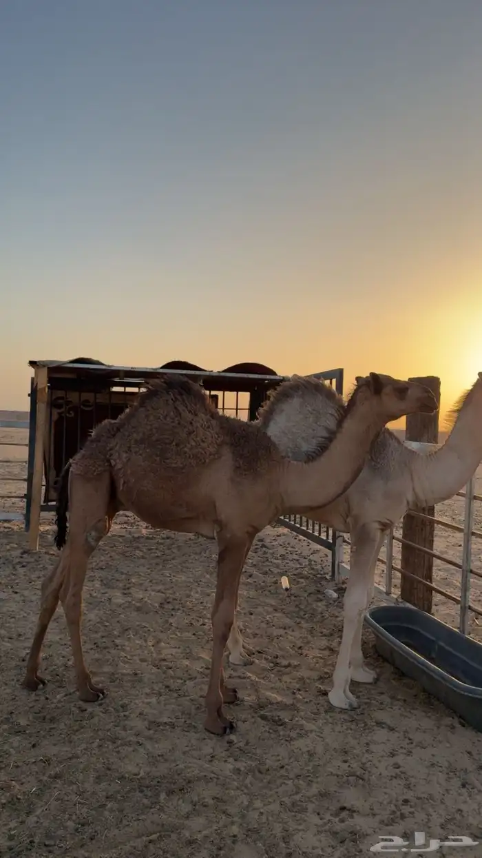 قعدان لبانيه 1