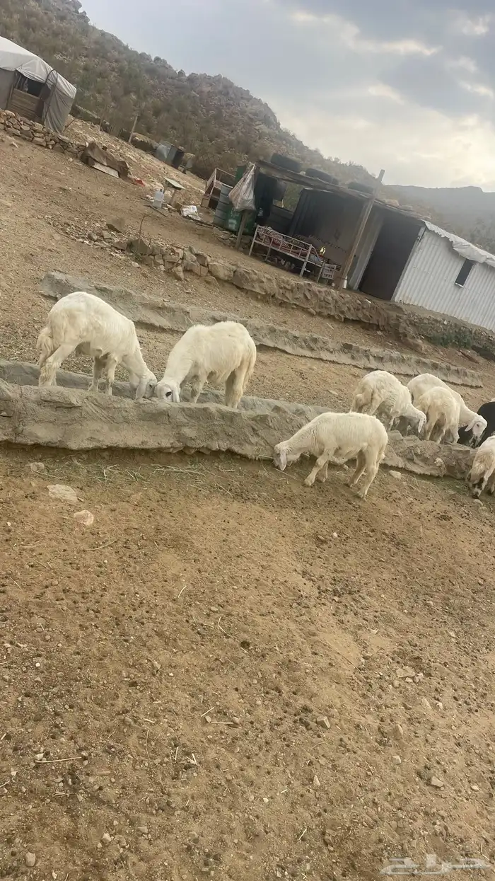 بهم تربيه 2