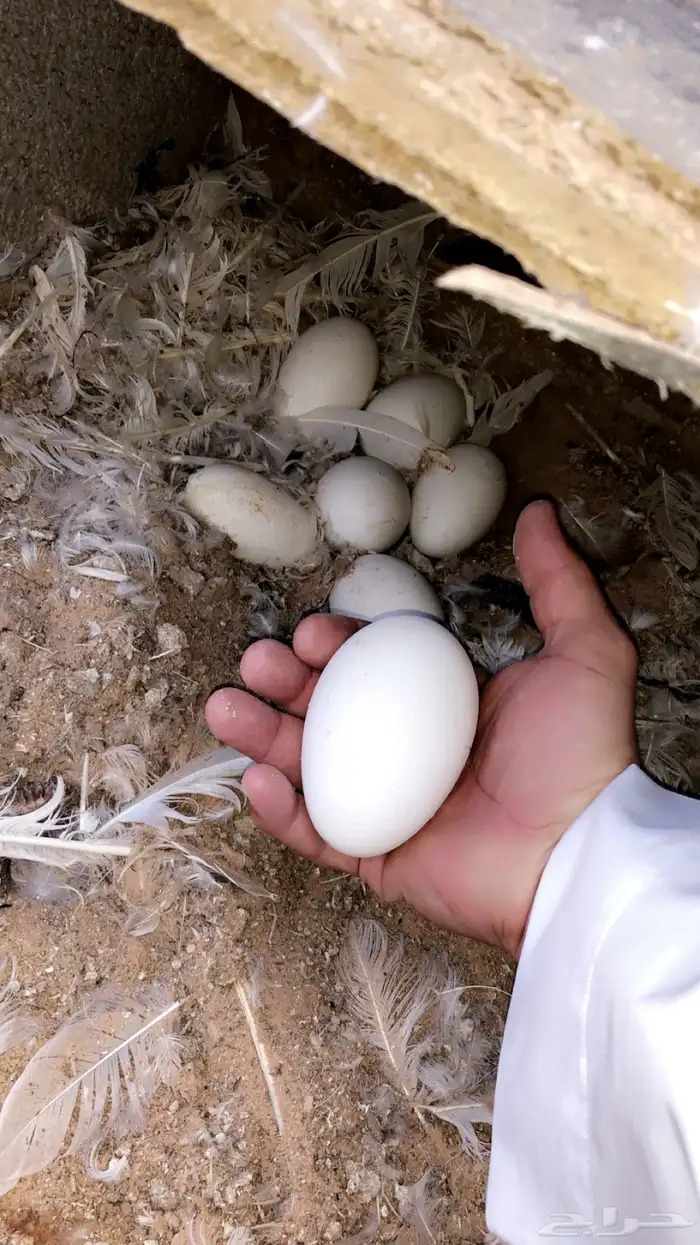 وز بلغاري صنف 1