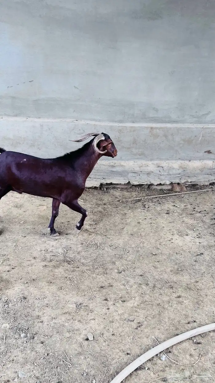 تيس فاخر للبيع 0