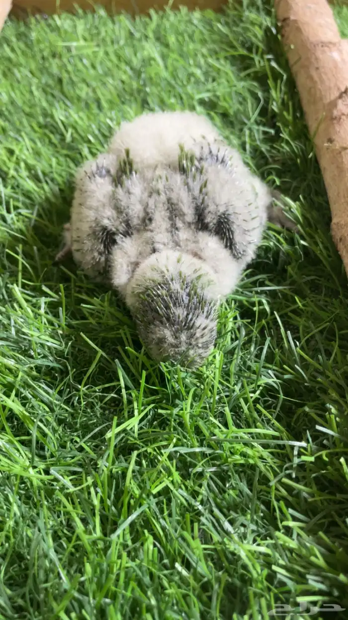 فرخ كويكر ( تم البيع ) 2